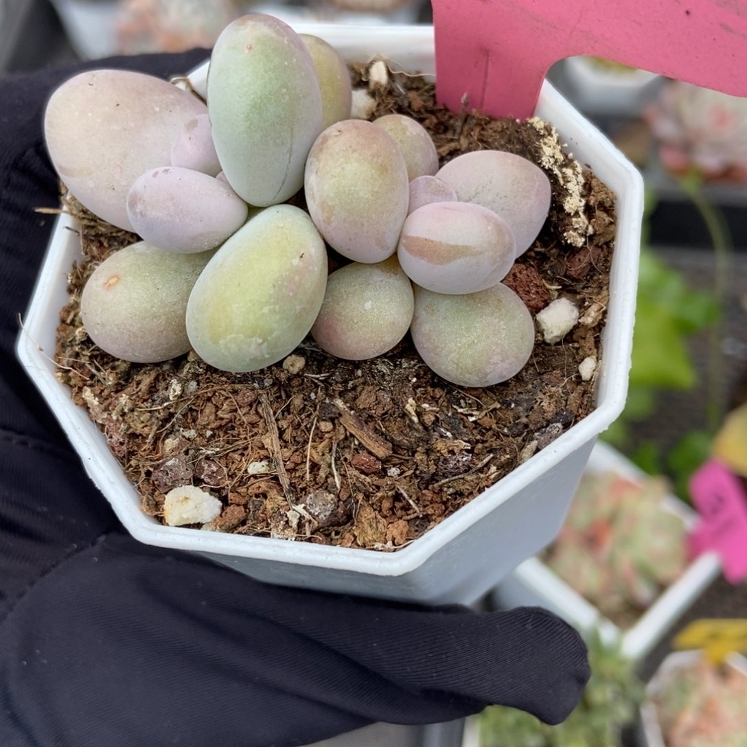 763奶酪多肉植物多肉