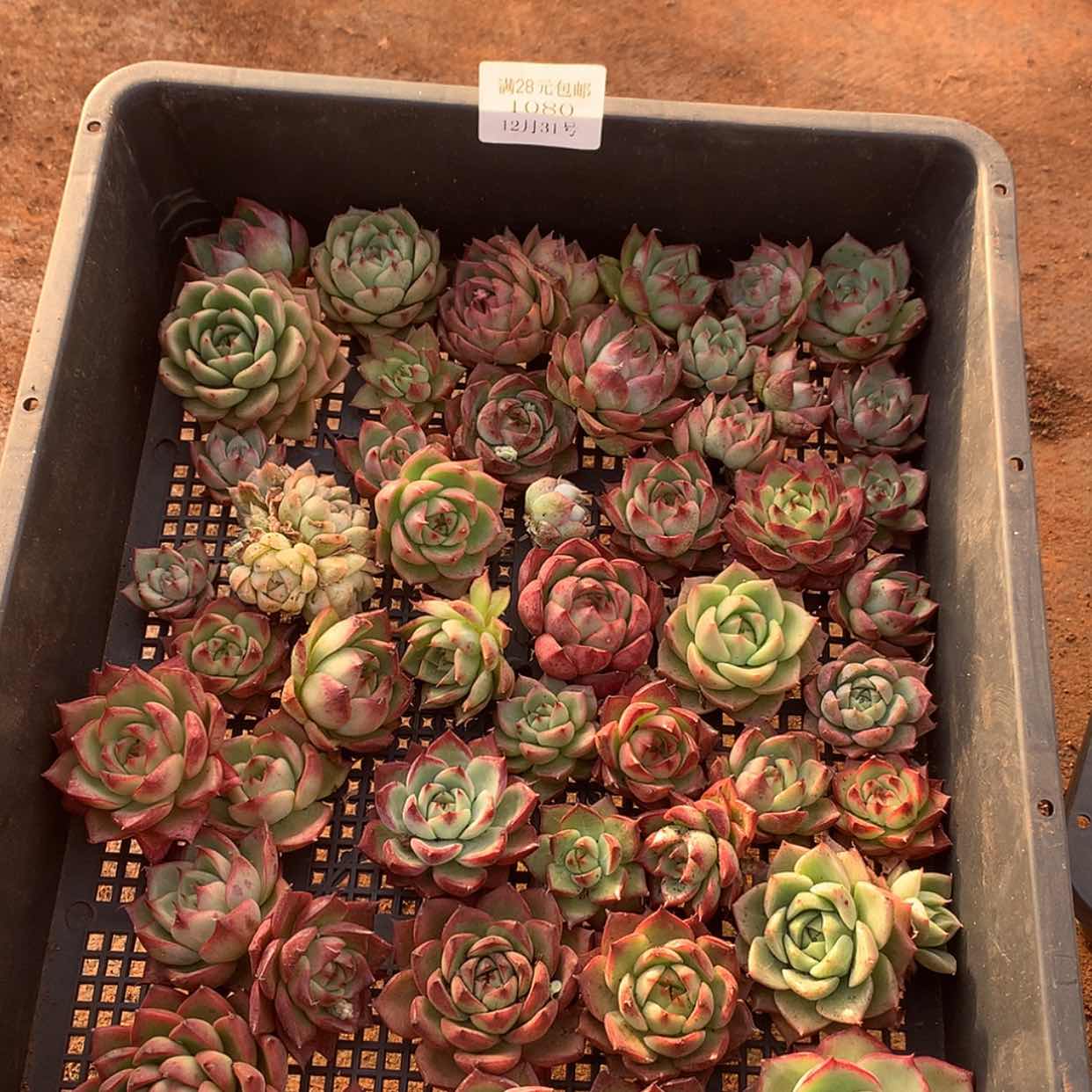 【闪购商品】云1080号一筐3到5厘米