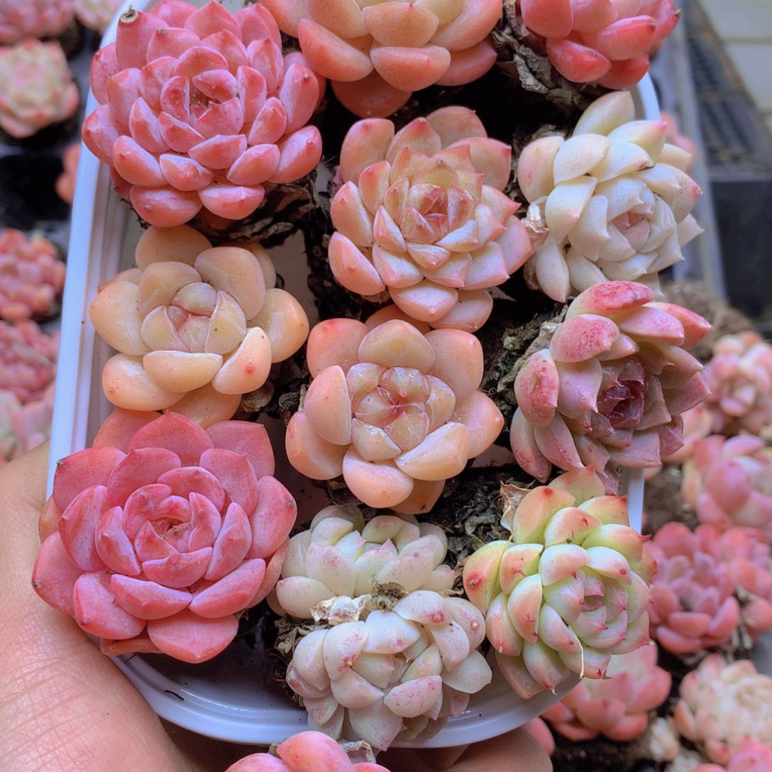 我要睡觉啦晚安了晚安了097