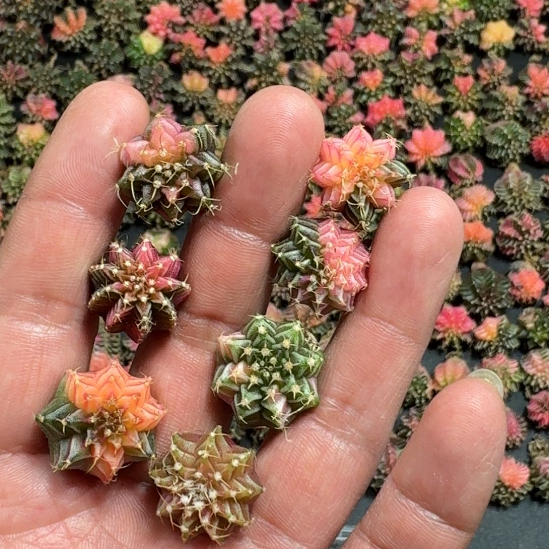 米哈实生自然锦泰国进口77