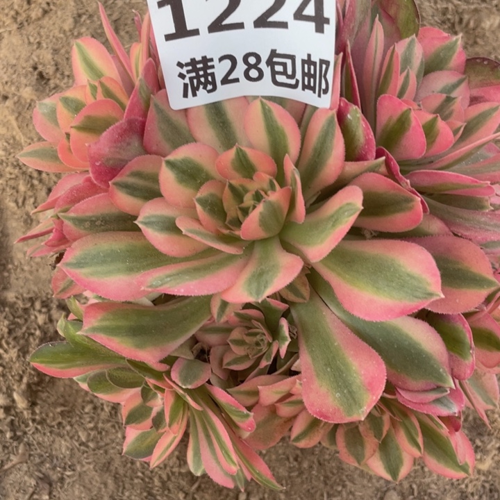 1224一号棚女巫多肉植物A