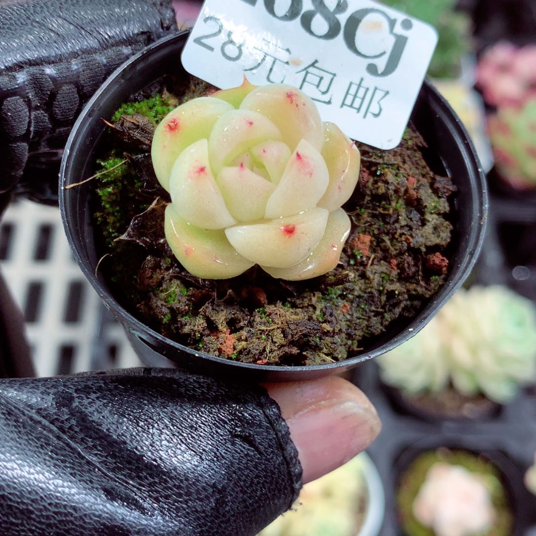 5厘米盆精控多肉268