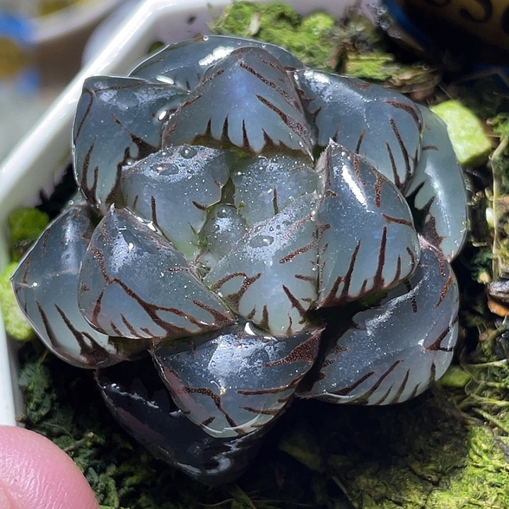 556皓月玉露特选福利