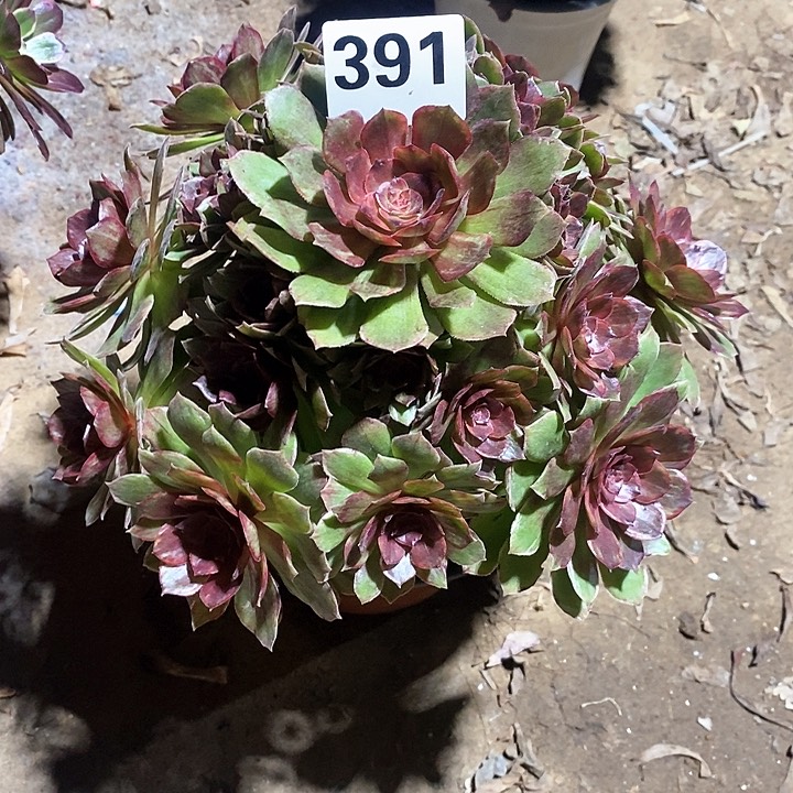 法师植物一物一拍1234567