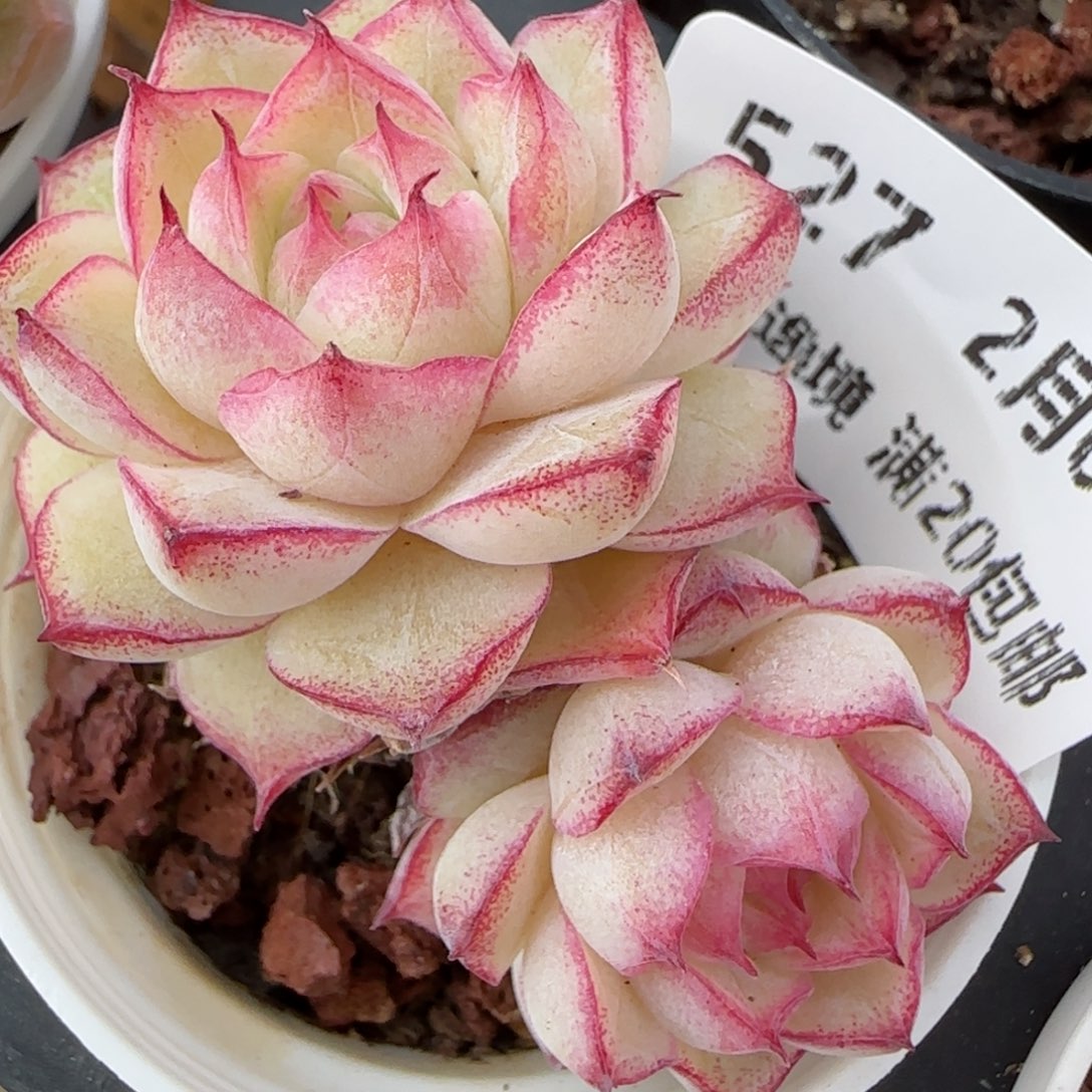 花语逸镜0205-527