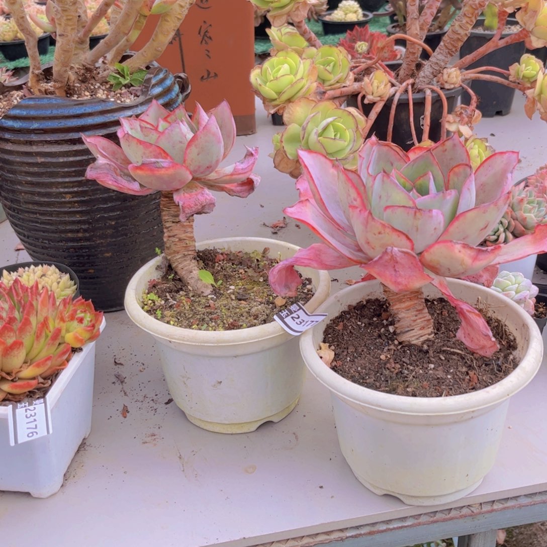 湫***肯尼迪两颗多肉植物23177