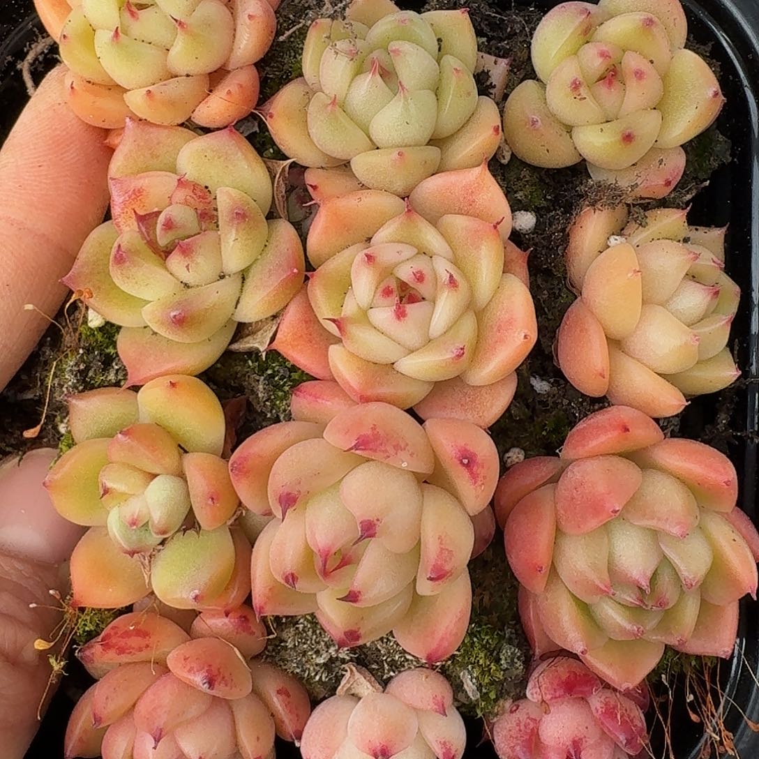 杂交新品珍妮多肉296