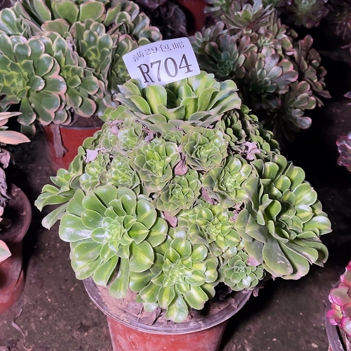 704翡翠琉璃多肉植物   