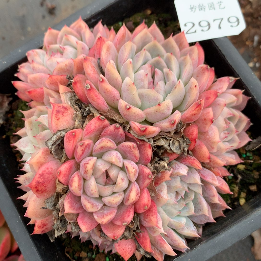 2979杂交多肉植物