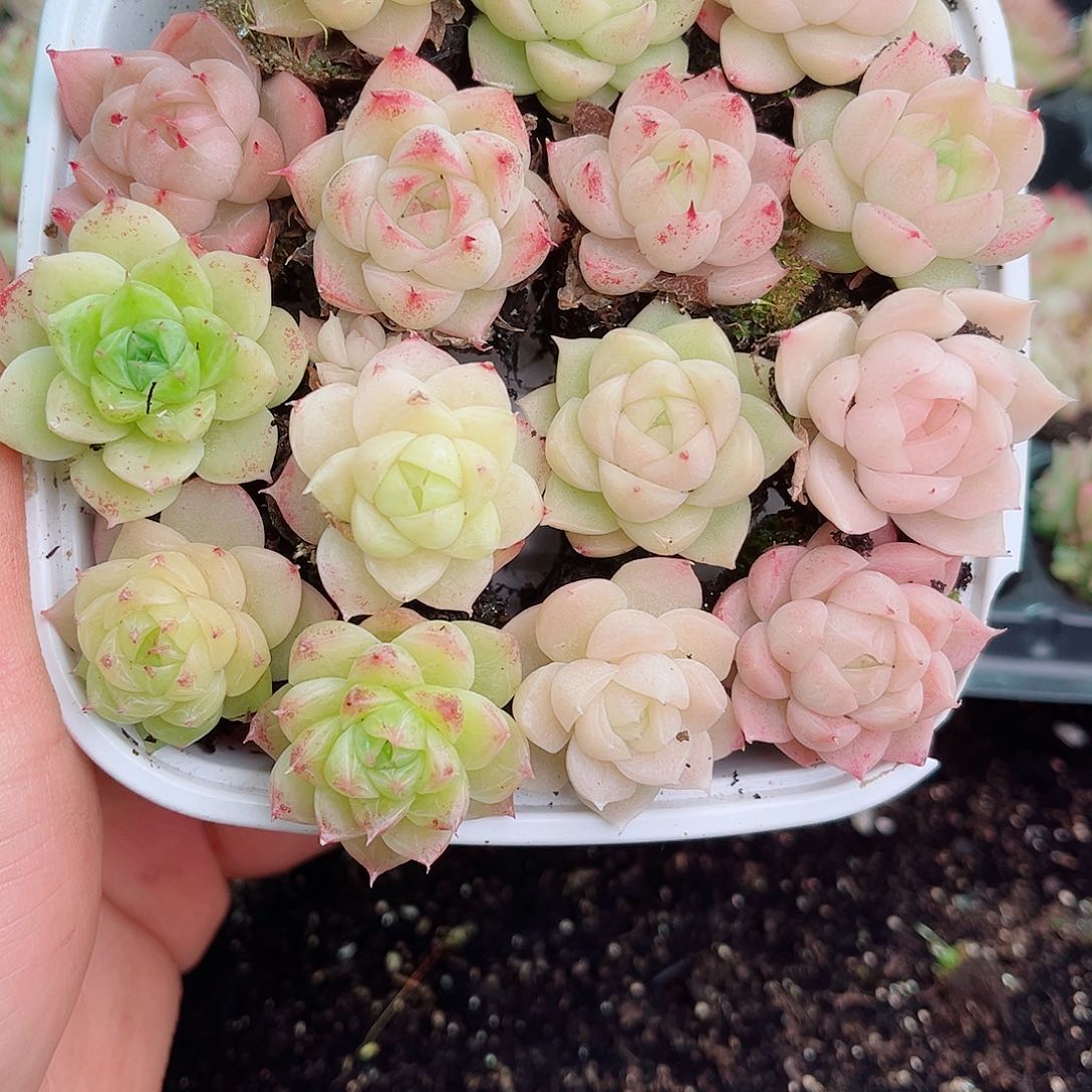 1-139 新疆西藏内蒙不发12.8包邮2-3公分多肉