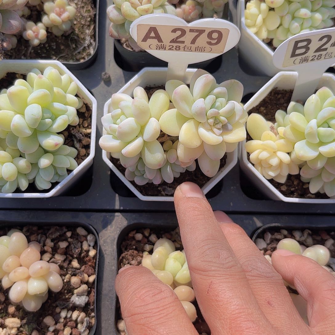 A279劳尔锦一物一拍