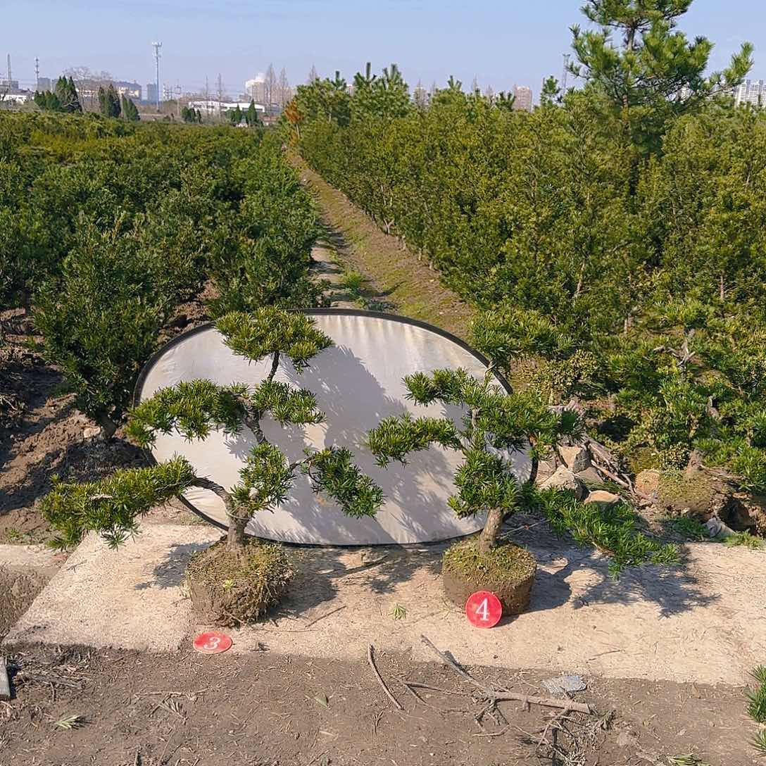 用****7罗汉松盆景艺术