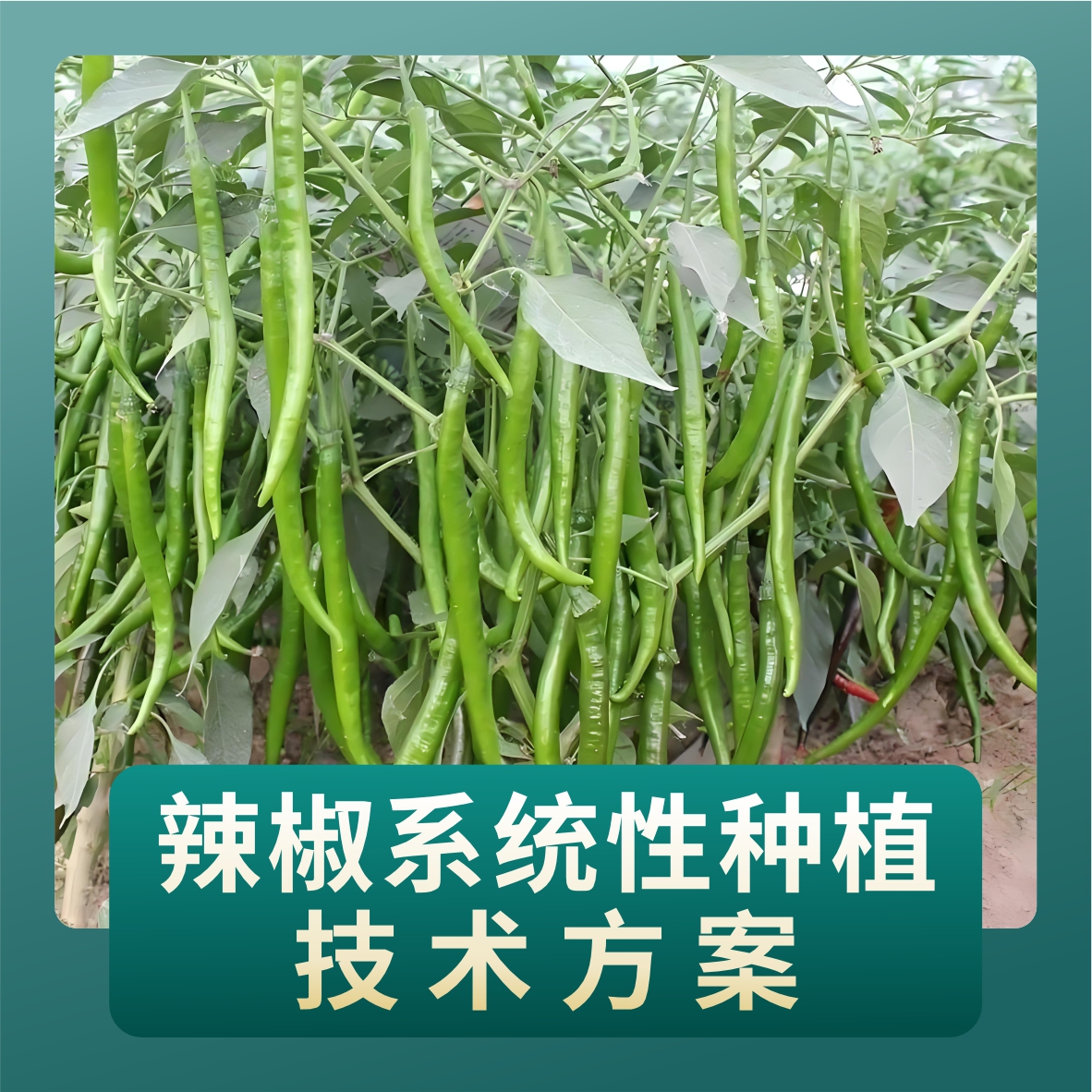 辣椒系统性种植技术方案