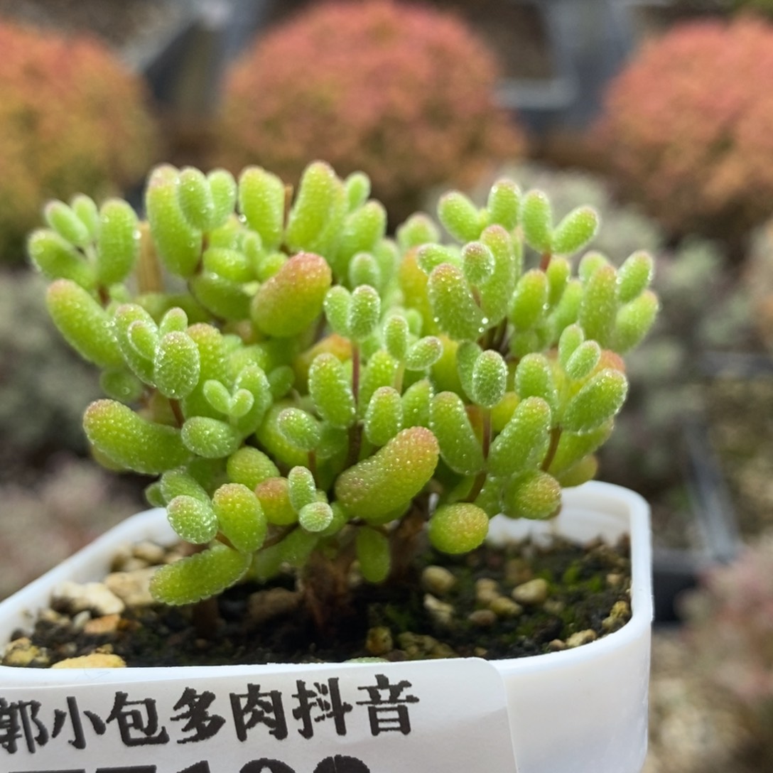 蜜橘糖球7192枝干番杏