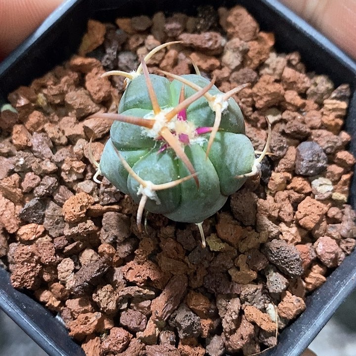 孤品实生优选粗刺白刺翠平丸2.5cm仙人球