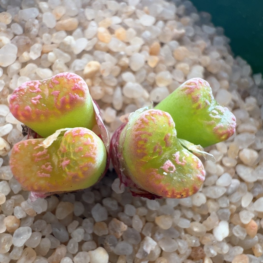 544。韩国种源全窗马克四头群