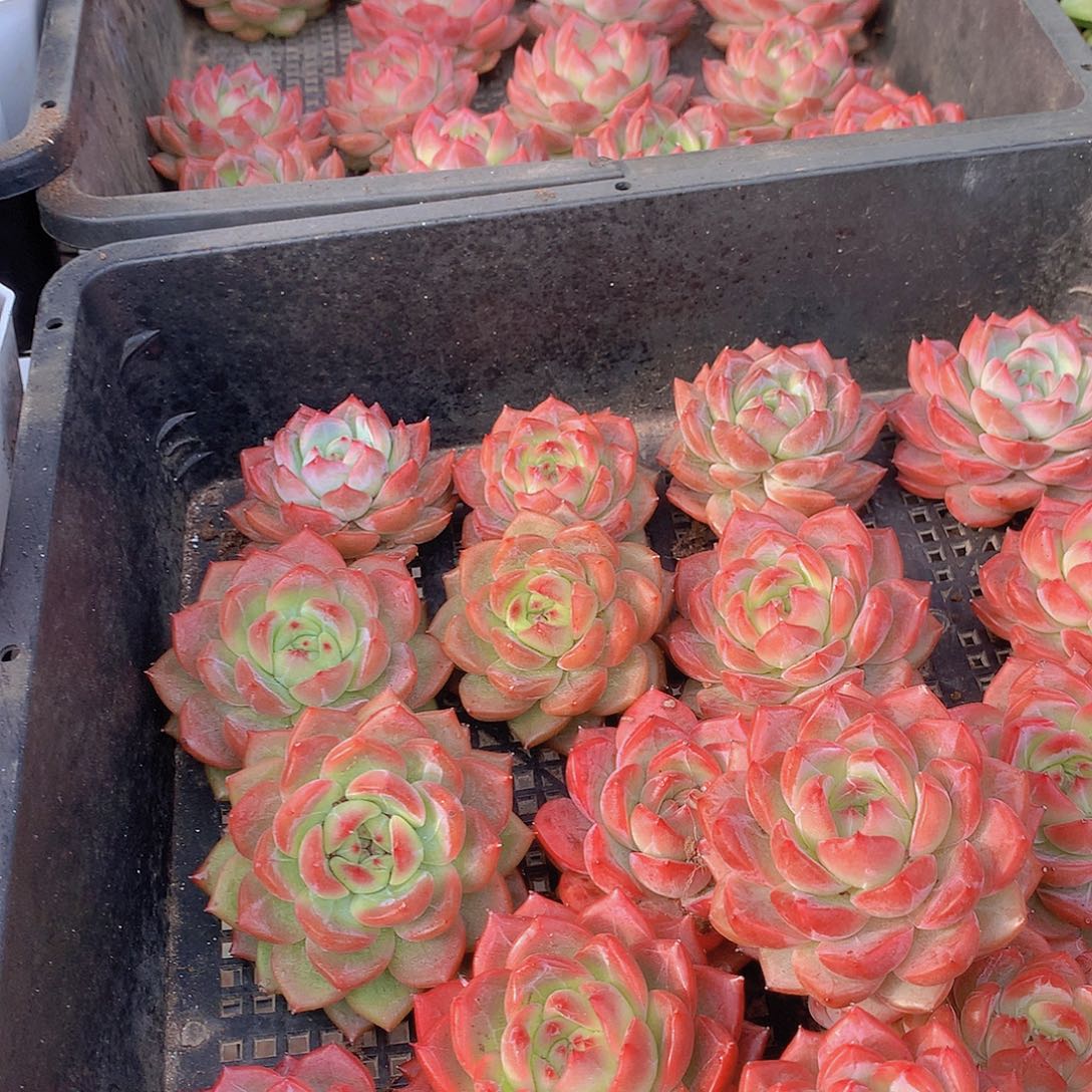 小红鸾34567889900000