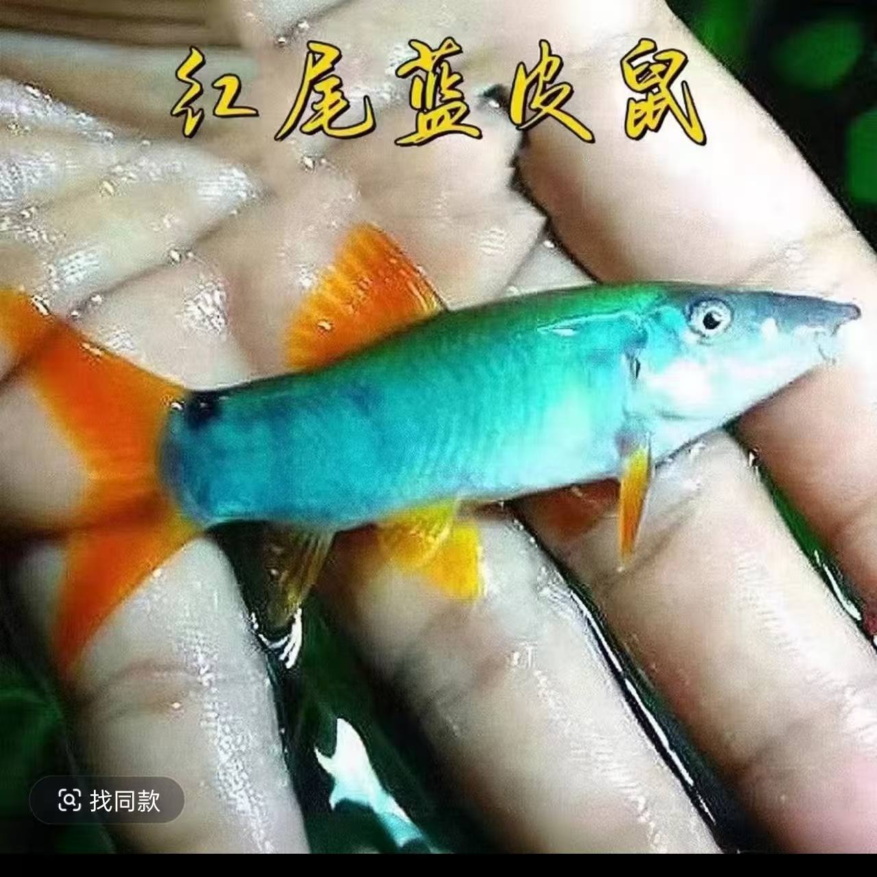 蓝皮鼠体验卡 小型鱼饲料（需单场直播拼够3单随单发货）
