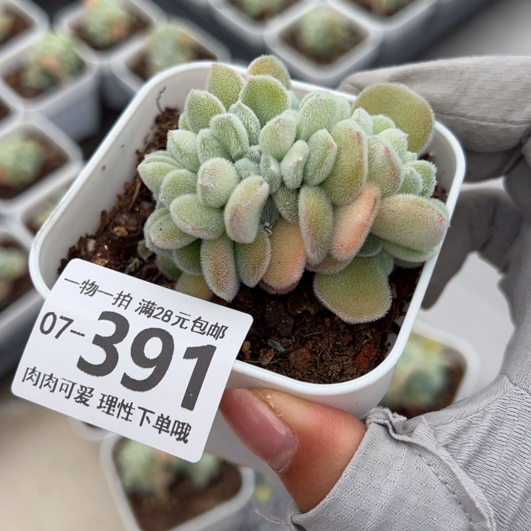 雪晃星缀化多肉单头多肉
