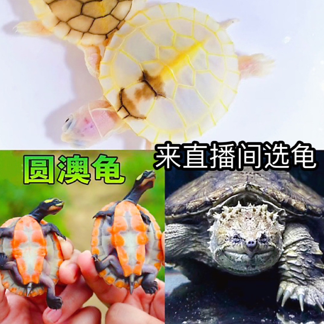 小秋宠物【直播间选龟—专用链接】一龟一价 观赏龟宠乌龟小乌龟活体