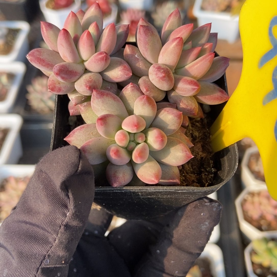 940虞美人多肉植物保护