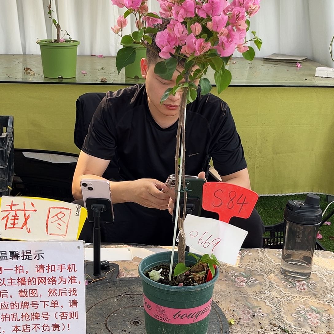 大部分花苞少量开放妳***光红粉佳人S84