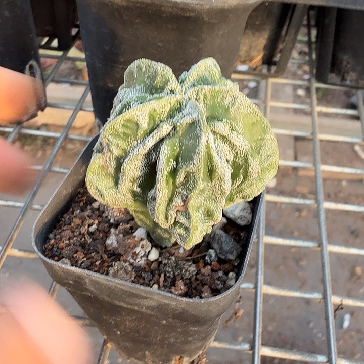 实生核桃单头4仙人球