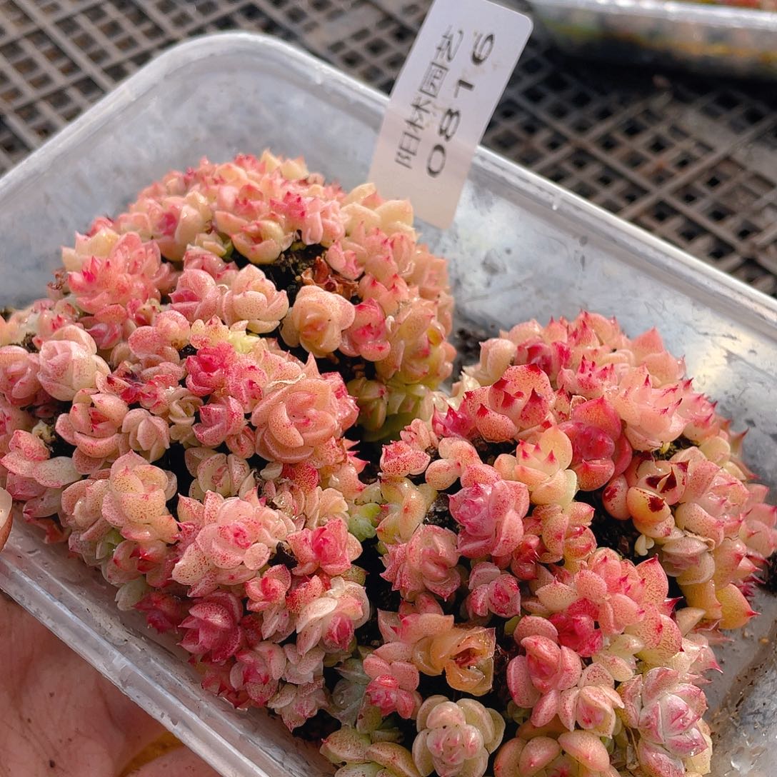 多肉植物多肉植物816