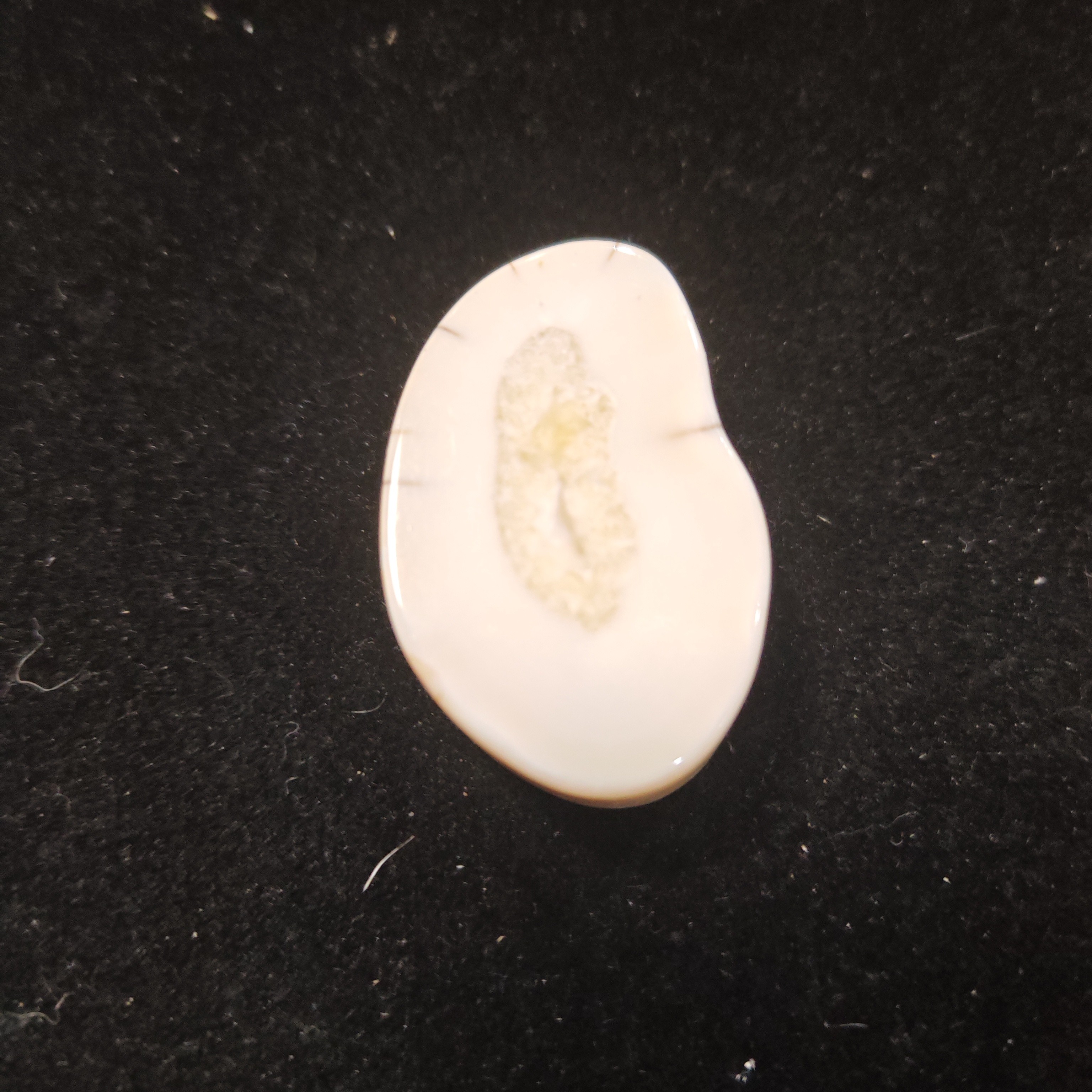 猛犸猛犸虬饼子WW653