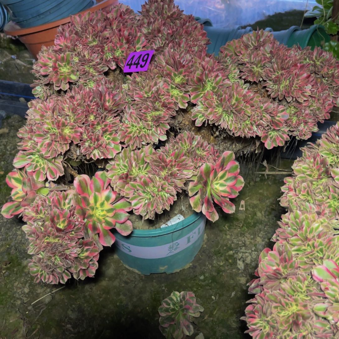 女巫法师16//////45包邮