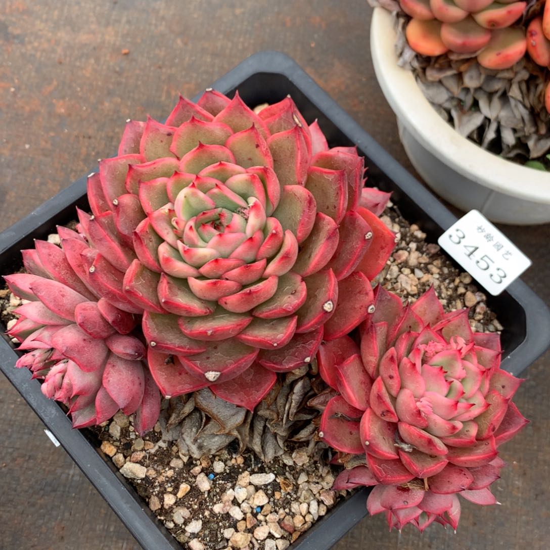 3453新年快乐发发发