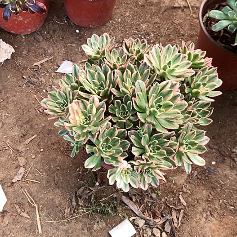 甜茶锦玫瑰玫瑰玫瑰