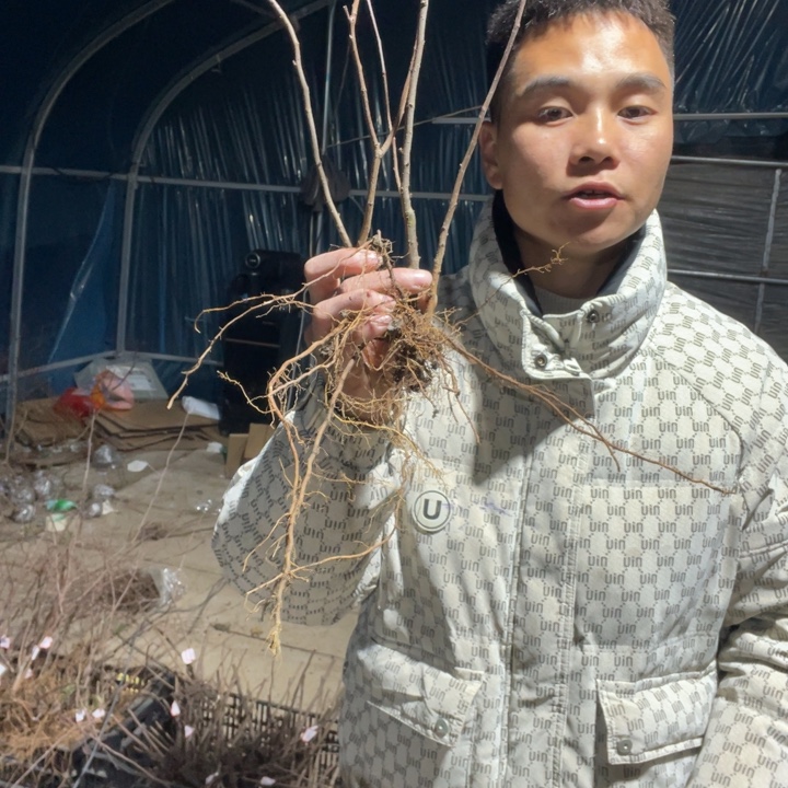 初心海棠花一颗苗