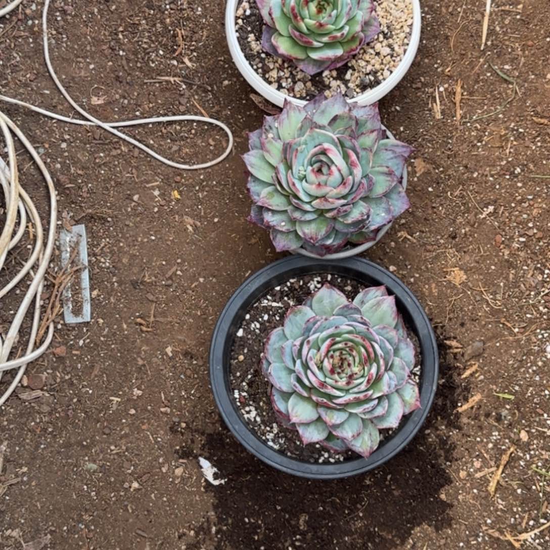 小***一惊鸿仙子一物一拍