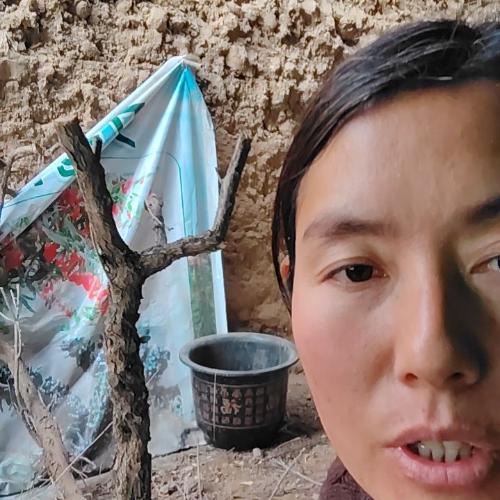 相***友完全开放枸杞树一颗