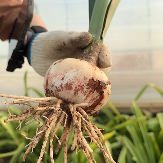 僵尸8～9包对版带土发货