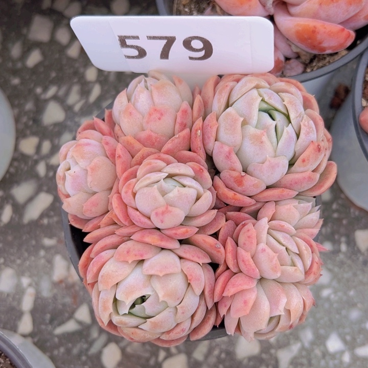 健健康康平平安安