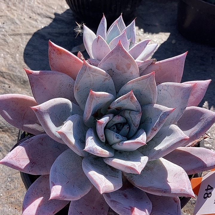 48 一物一拍不退不换