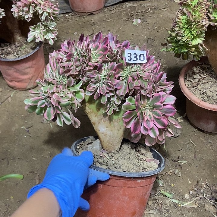 330粉女巫老庄缀化老