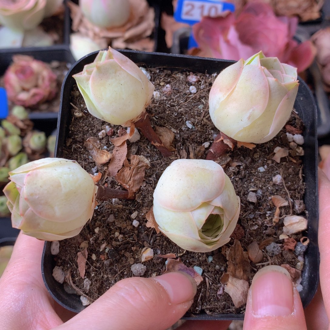 一物一拍星辰福利150