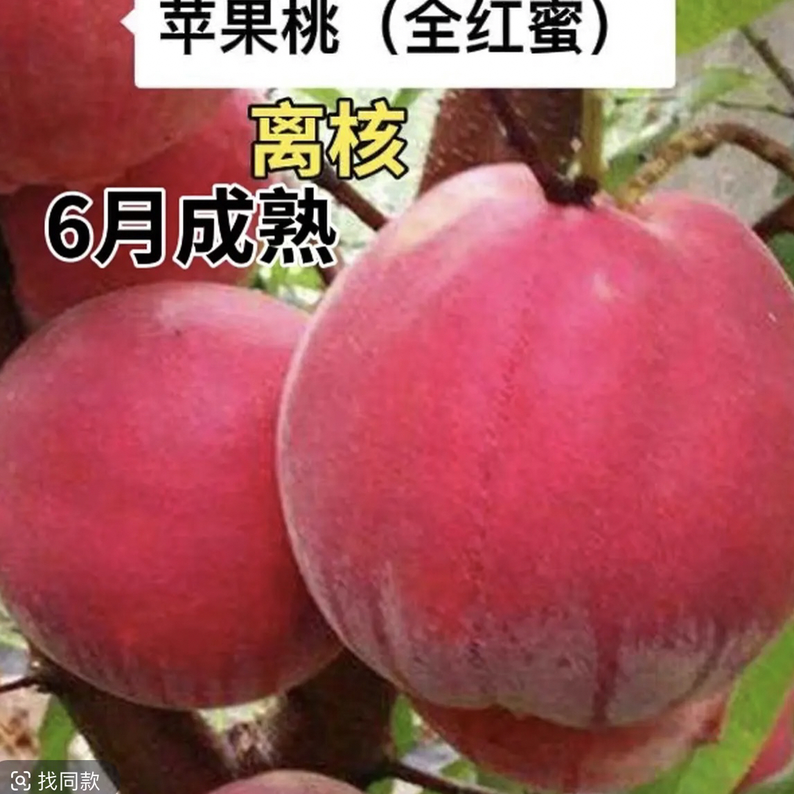 苹果桃树苗（全红蜜6月成熟）南方北方庭院大地均可种植