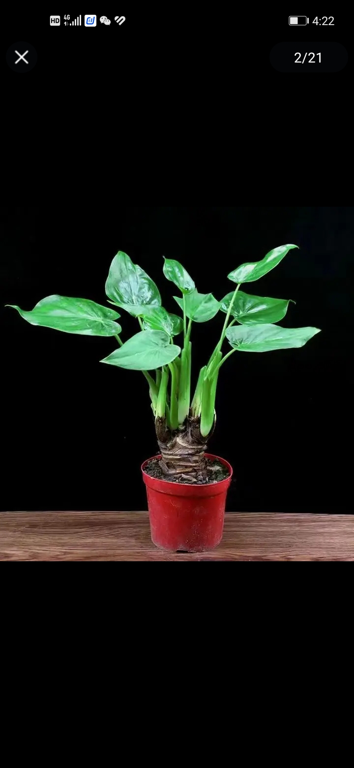 霸王芋，滴水观音盆栽水培植物室内绿植净化空气好养花卉