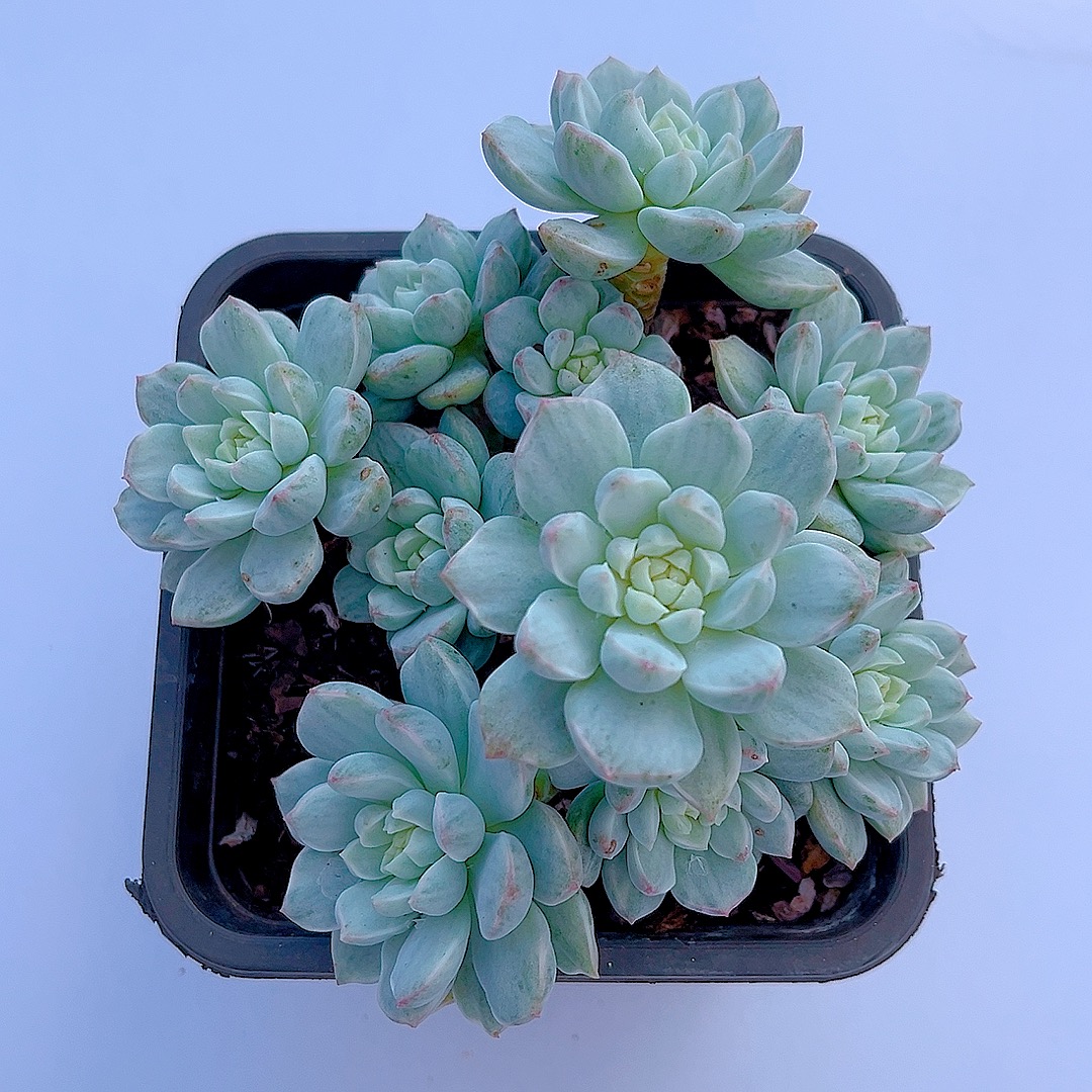 满15包邮（香草锦）拉丝锦 多肉绿植 皮实好养 净化 空气 吸甲醛   