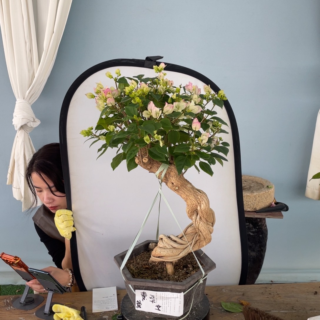 无花朵1514绿樱纸箱