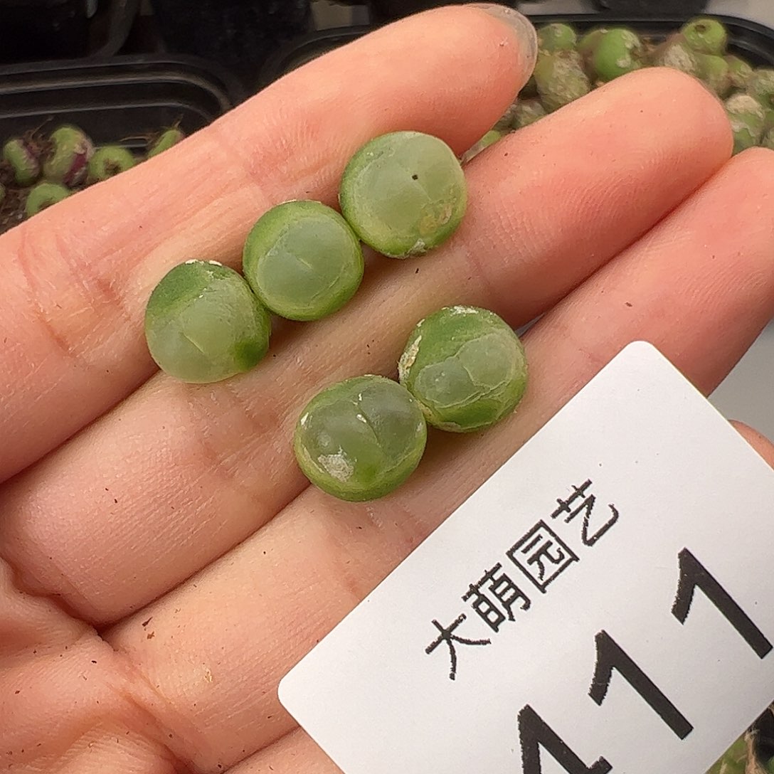 一物一拍             411