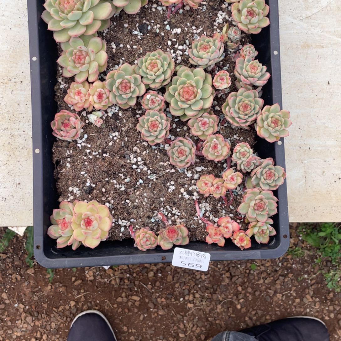 霂***4云糖心多肉植物569