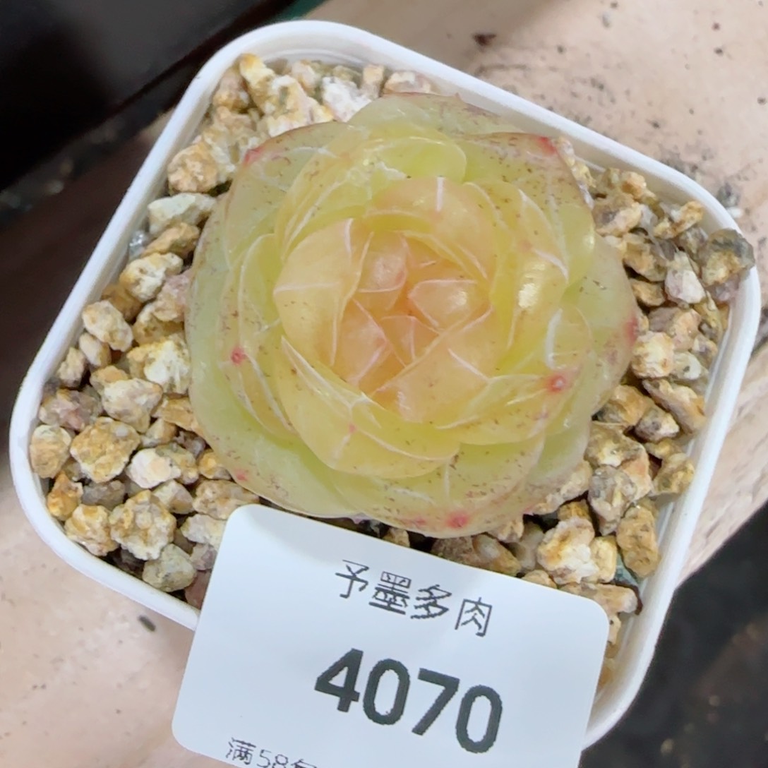 素素，4070多肉植物