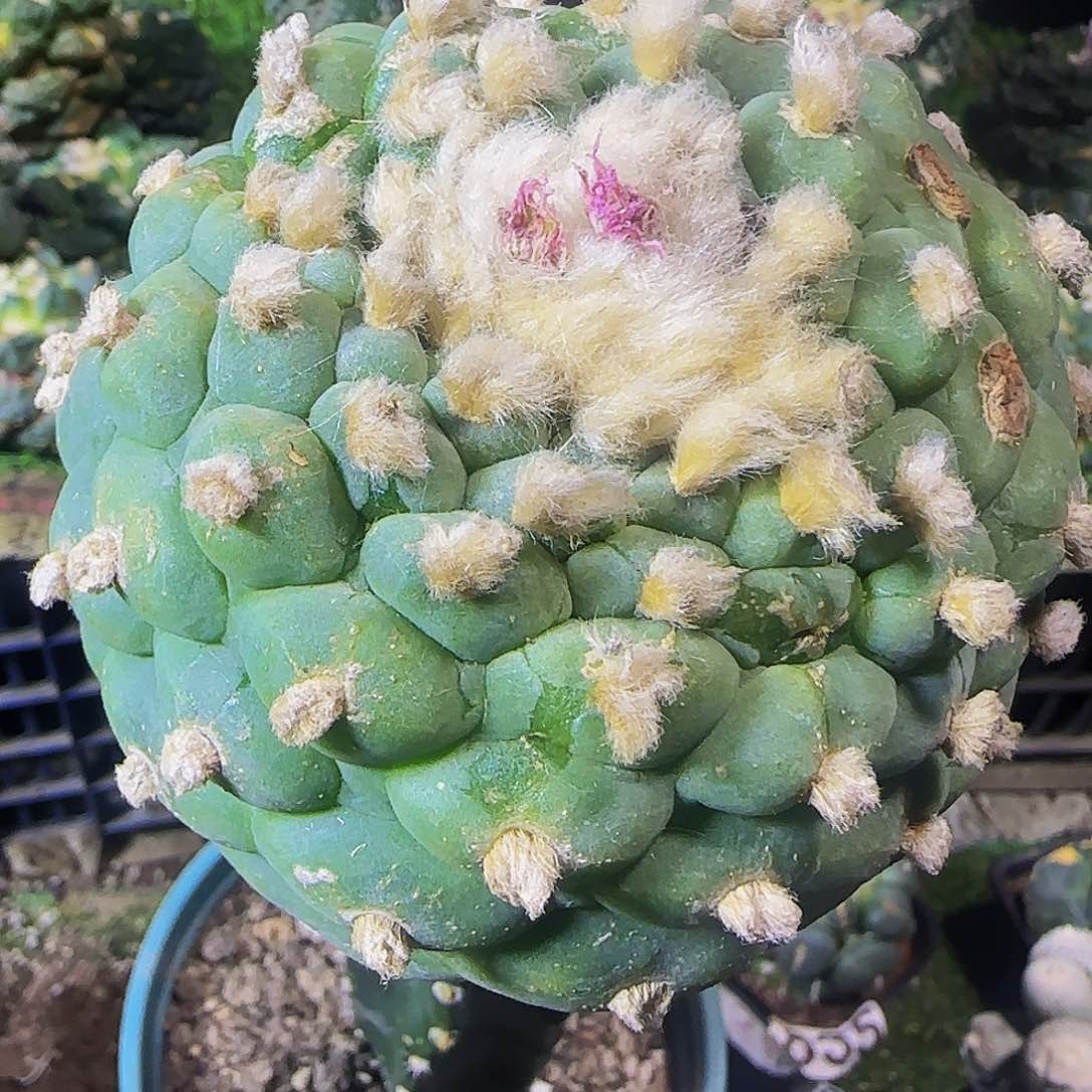 十三棱341微瑕疵