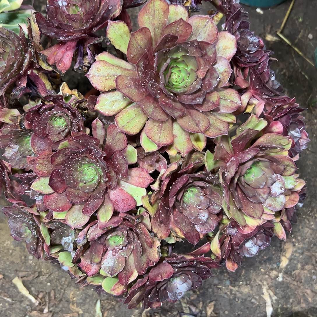 多33肉植物万圣节