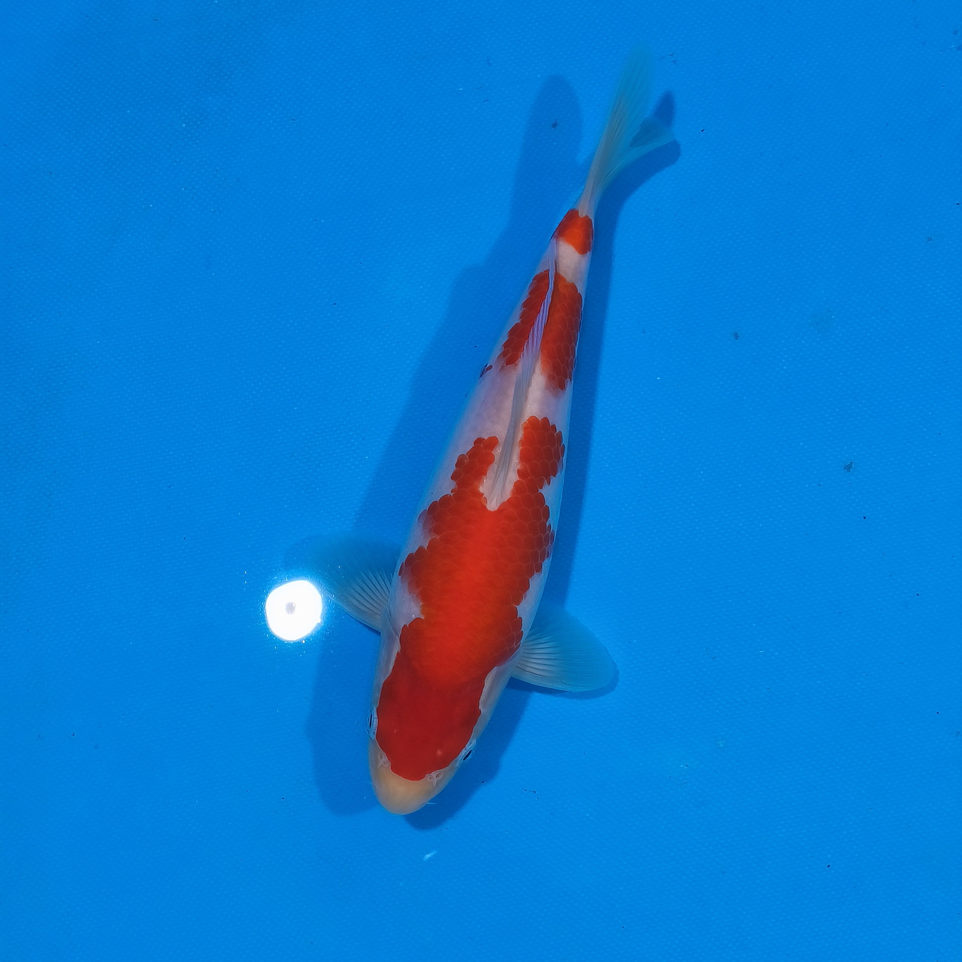 小锦润锦鲤（手术过，23cm红白）锦鲤观赏活体红白大正昭和